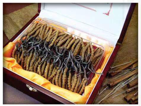 平顺冬虫夏草回收?